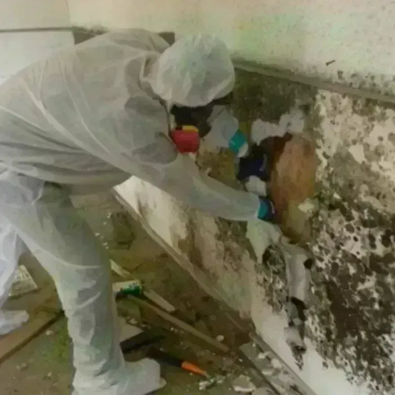 Mold Remediation and Removal in Terre Haute, IN